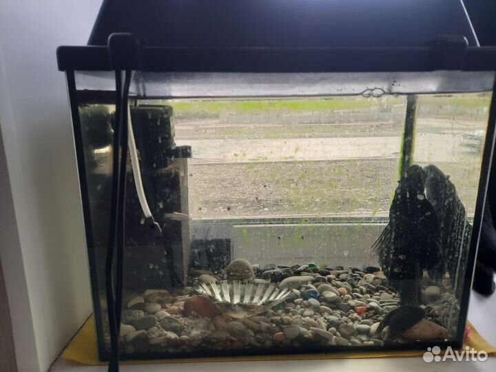 Аквариум с сомом