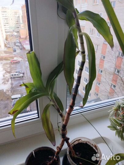 Золотой ус или кализия душистая или женьшень