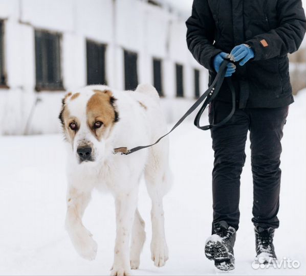 Алабай в добрые руки