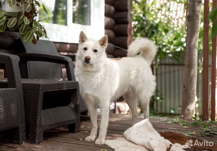 Собака в добрые руки