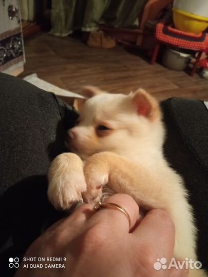 Щенки помчи