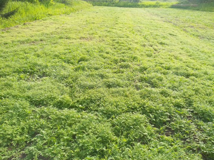 Участок 23 сот. (ИЖС)