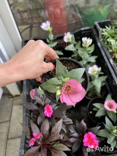 Эустома рассада