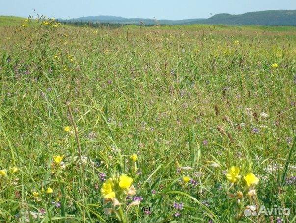 Мед 2024 года Алтайский оптом