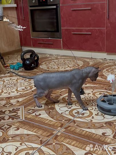 Сфинкс эльф вязка