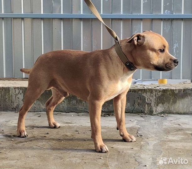 Вязка Английский стаффордширский бультерьер