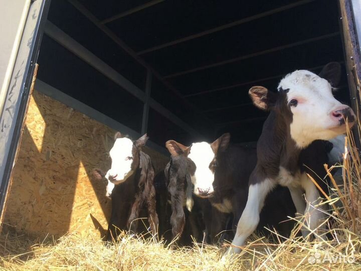 Быки и Тёлки