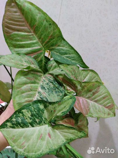 Сингониумы сортовые