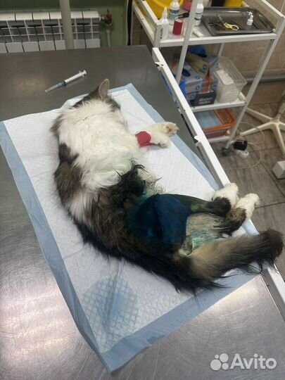 Отдам кота в добрые руки