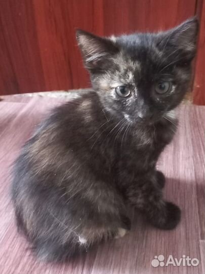 Котятам нужен дом