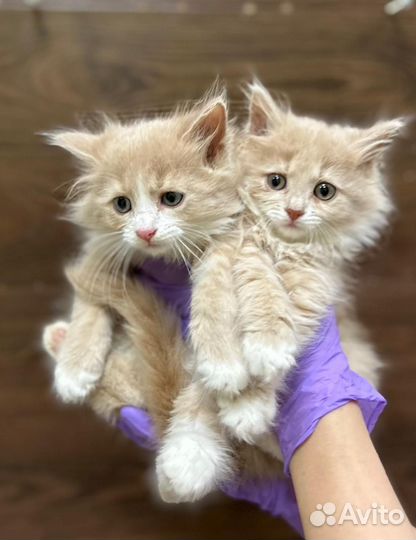 Котята в добрые руки (мальчик, девочка)