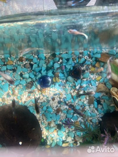 Аквариум