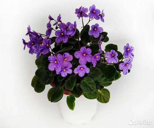 Фиалка сортовая детки