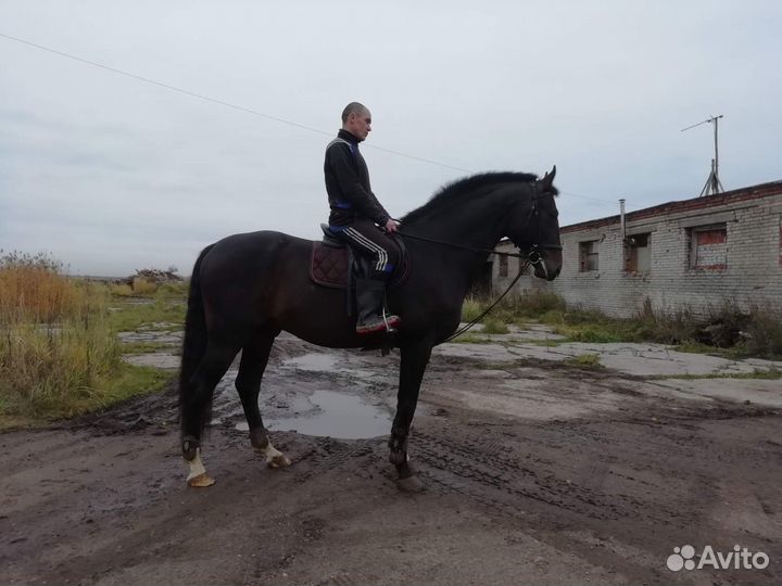 Обучаю за ездку молодых лошадей и агрессивных