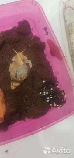 Улитка ахатины 7 шт большие и мелкие в подарок