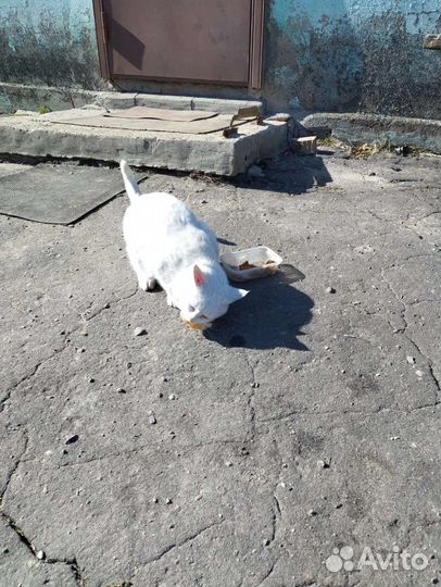 Белоснежный котик