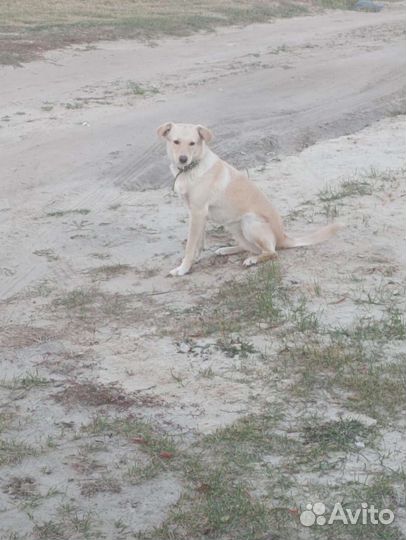 Метис лабрадора