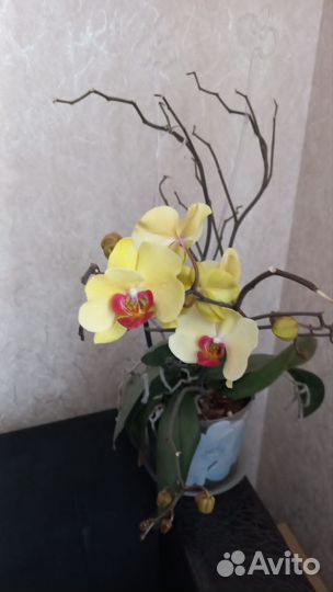 Орхидея фаленопсис