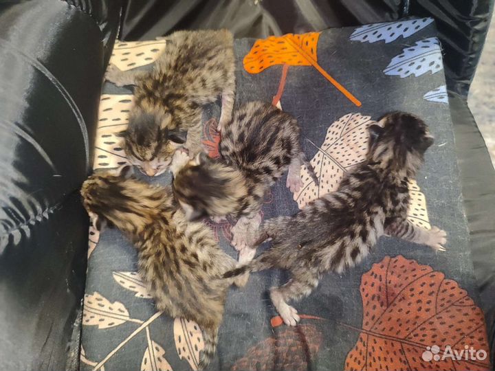 Бенгальская