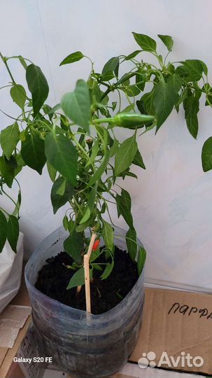 Рассада горького перца и молочай