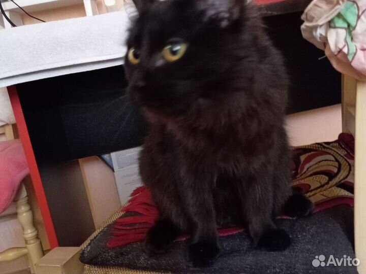 Черная кошка