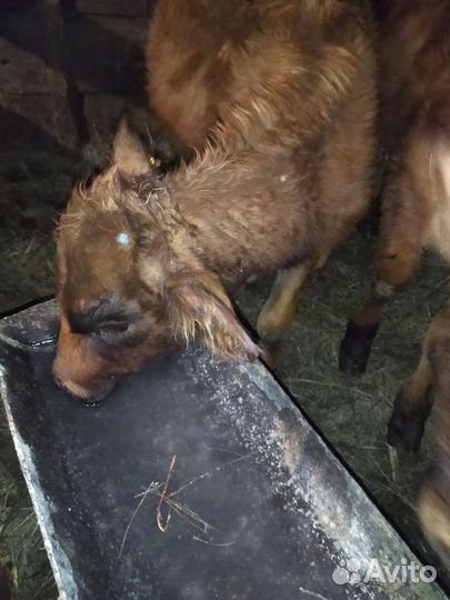 Бычка и телочку