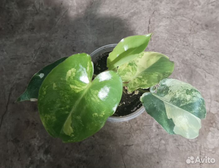 Диффенбахия, филодендрон