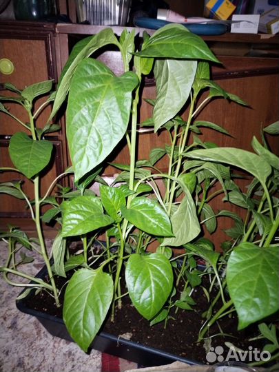 Саженцы баклажанов и перцев