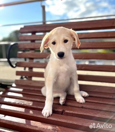 Ласковый щенок