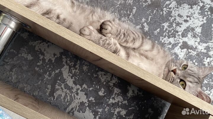 Кошка в дар бесплатно