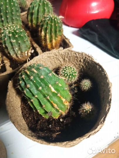 Кактус детки