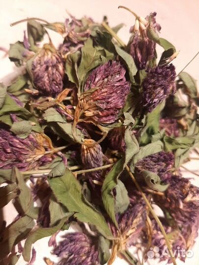 Травы лечебные