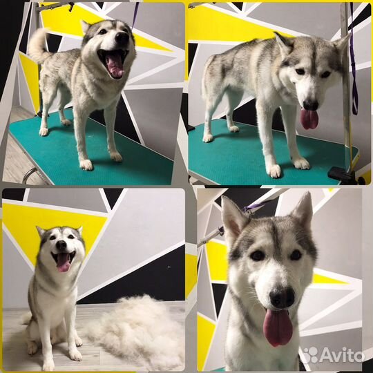 Грумер (стрижка, экспресс линька)