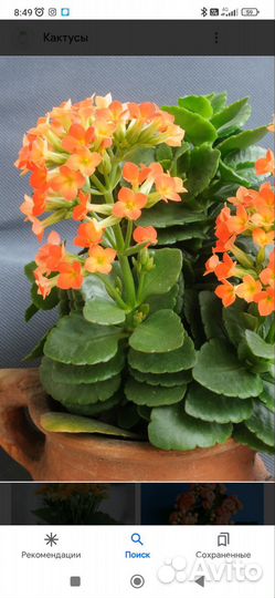 Каланхоэ цветущий