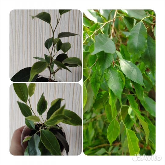 Фикусы сортовые