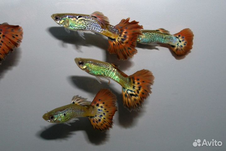 Гуппи породистые