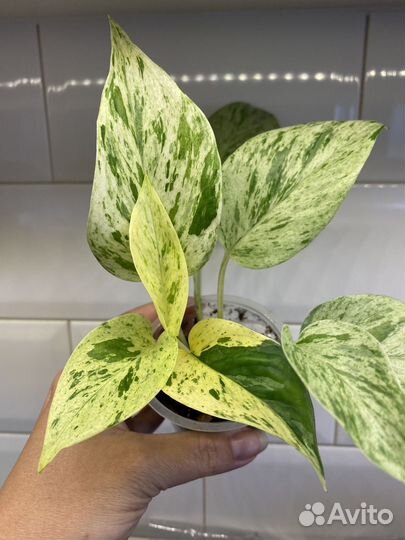 Эпипремнум марбл квин