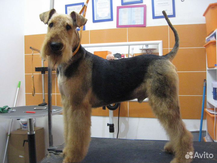 Стрижка собак