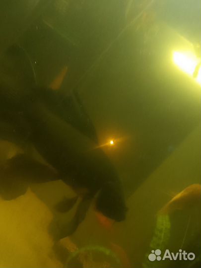 Аквариумные рыбки