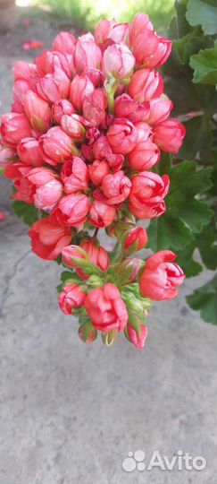 Герань пеларгония