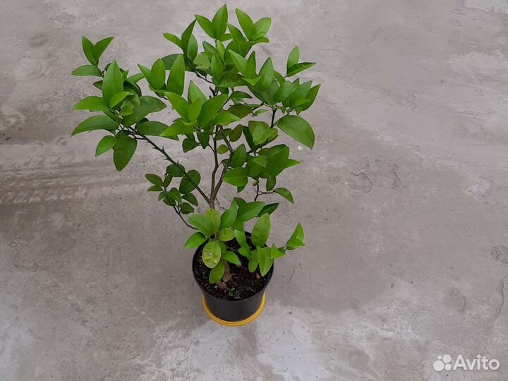 Цитрусовые,саженцы,лимон,апельсин