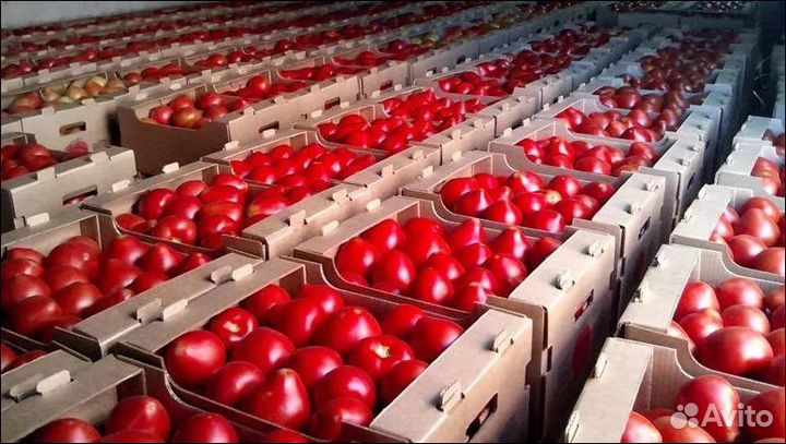 Коробка евротара гофролоток для помидор и клубники