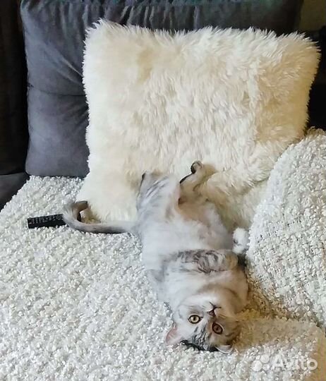 Шотландский кот