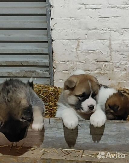 Щенки
