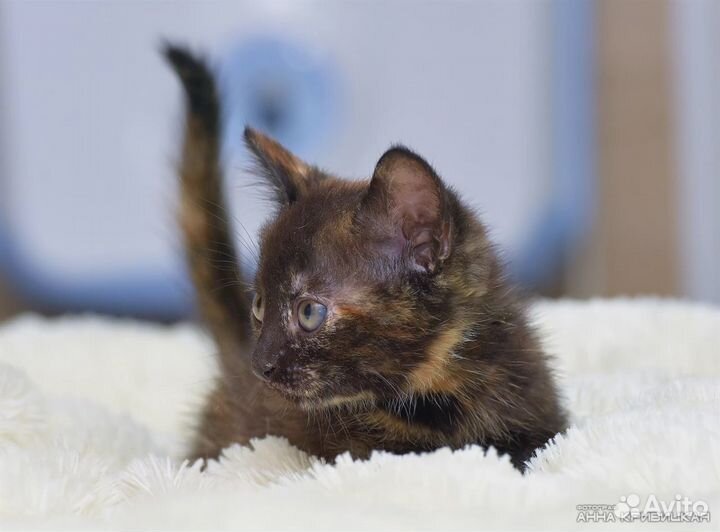 Очень ласковый котенок 2 месяца