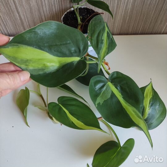 Филодендрон лазящий