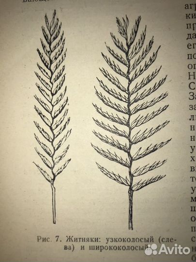 Семена житняка