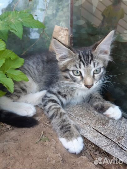 Отдам котят в добрые руки