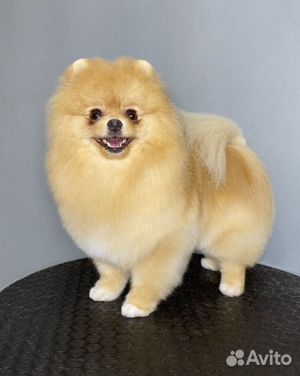 Груминг шпицев