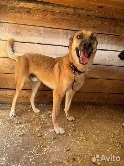 Пёс Бивис мечтает о крыше над головой